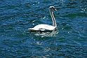Lago di Como_086